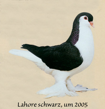 schwarze lahore